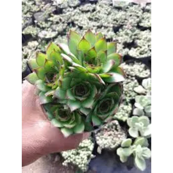 Rare Succulent Plant